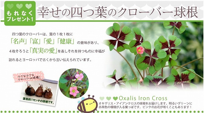 Fleur Town 吉本花城園さんからお借りしました。