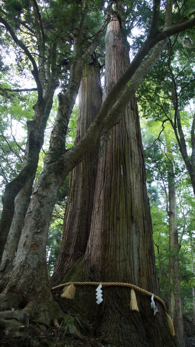 相生の杉