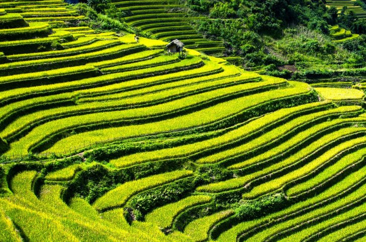 s-rice-terraces