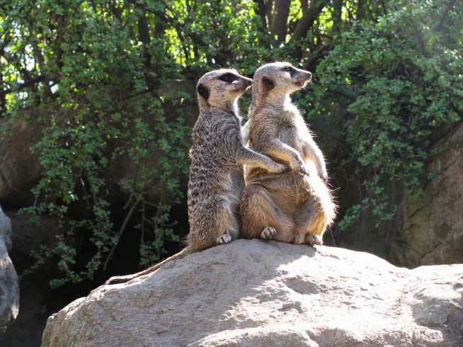 s-meerkat-756802_1280