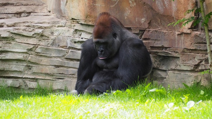 gorilla