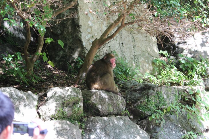 箕面の滝にいる猿
