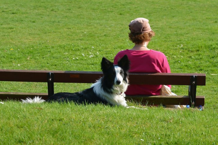 s-border-collie