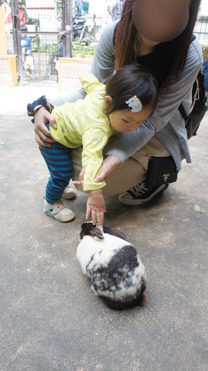 ウサギと触れ合う息子