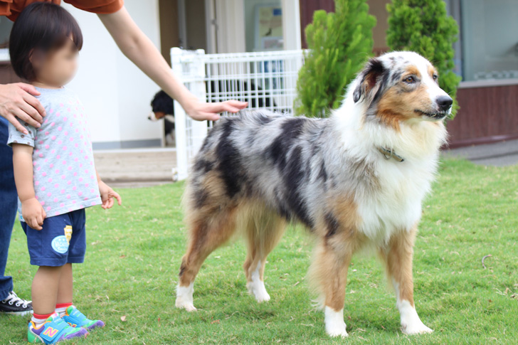 わんわんガーデンの犬