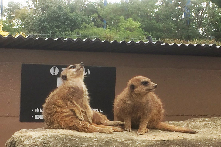 空を見上げるミーアキャット