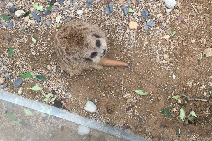 空を見上げるミーアキャット