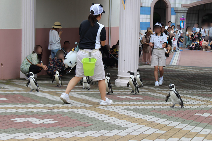 よちよち歩くペンギン