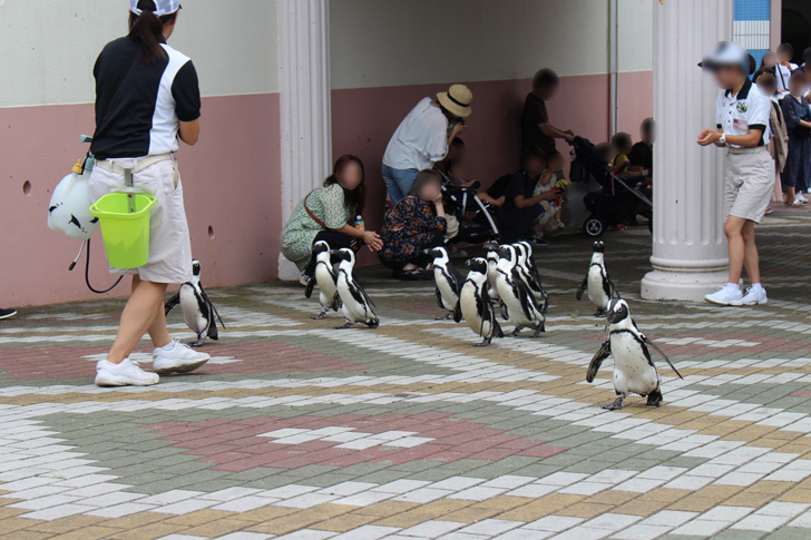 アドベンチャーワールドのペンギンパレード