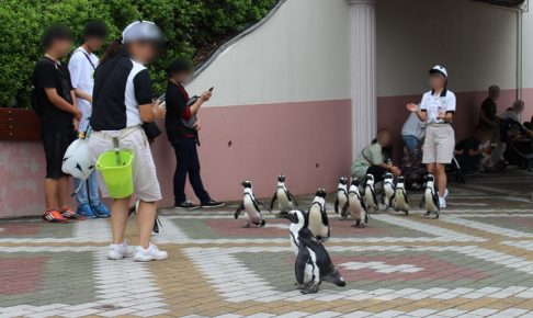 アドベンチャーワールドのペンギンパレード