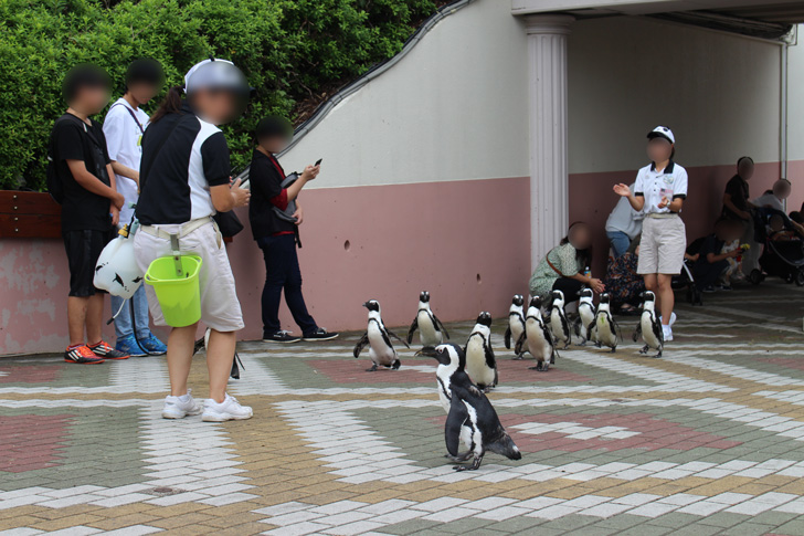 アドベンチャーワールドのペンギンパレード