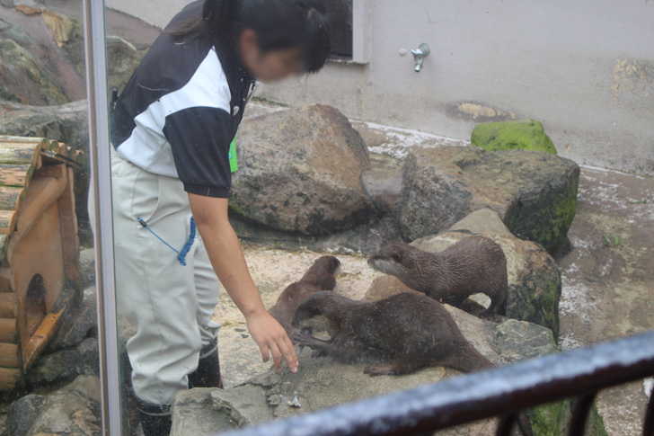 コツメカワウソの食事タイム