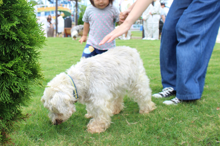 わんわんガーデンの犬