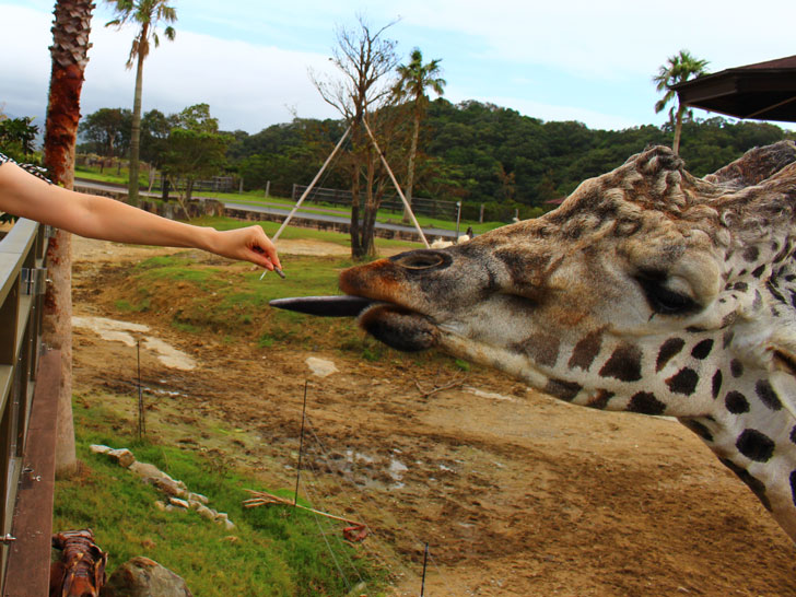 キリンにエサをあげている写真