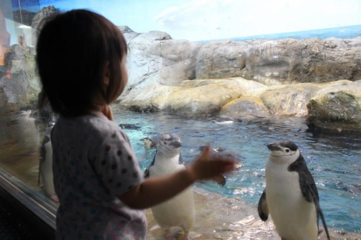 ペンギン王国にいるペンギン