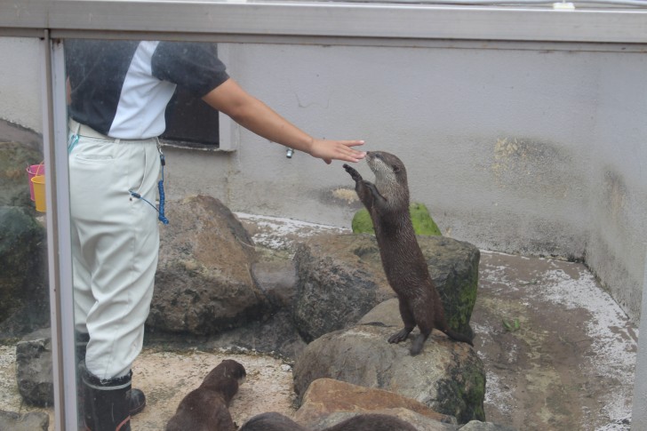 コツメカワウソの食事タイム