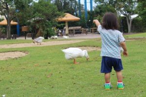 あひると子ども