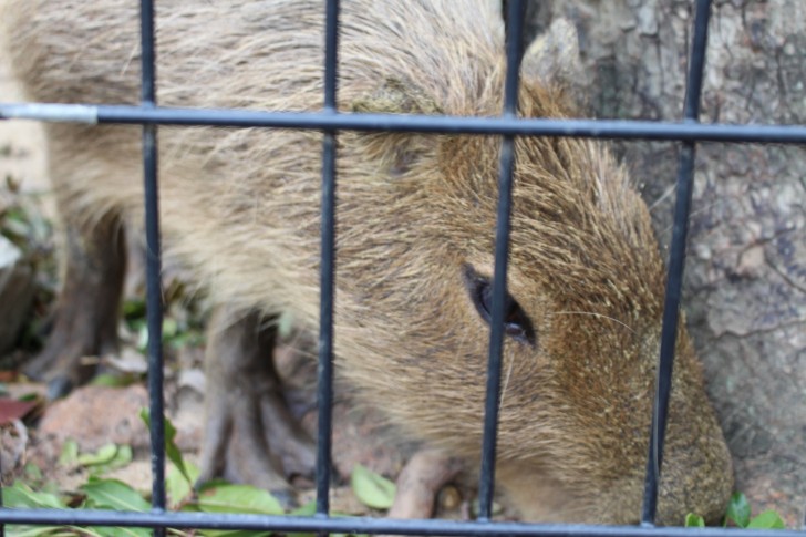 カピバラの横顔