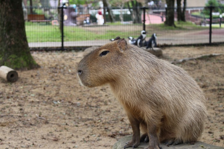 カピバラの横顔