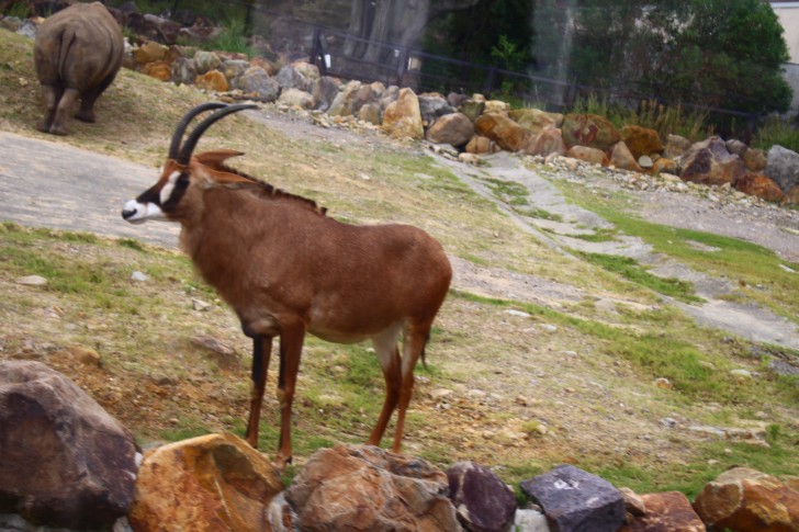 ケニア号から見られる動物