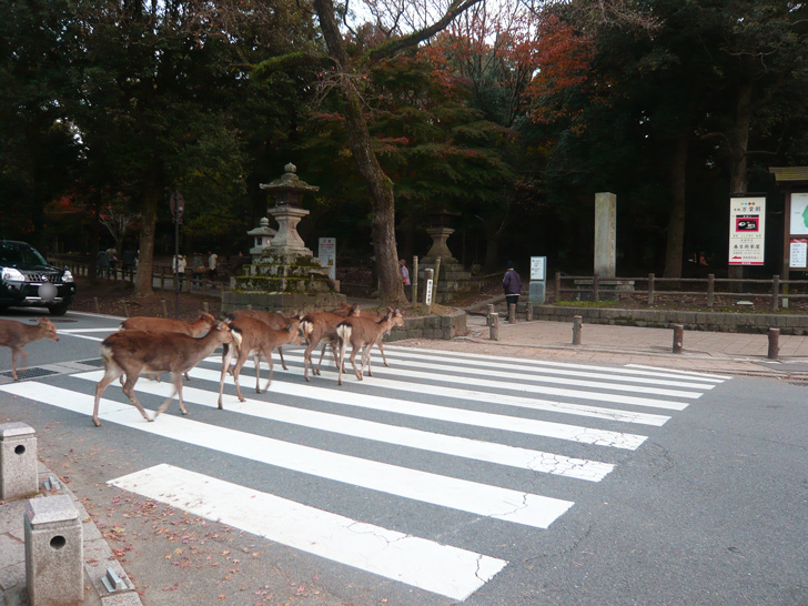 鹿が歩いている写真