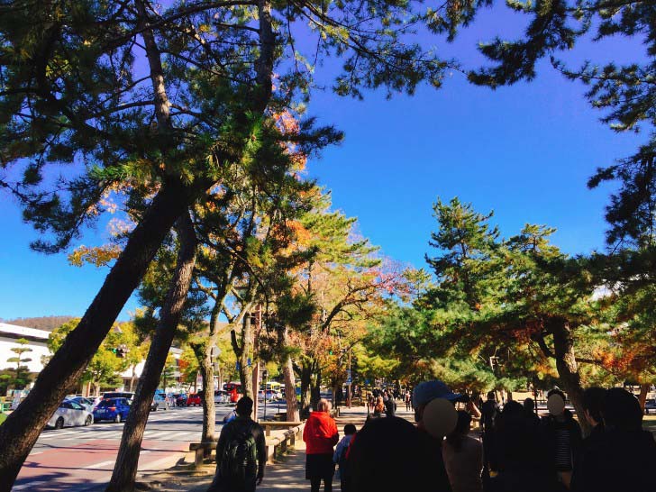 奈良県庁前の道