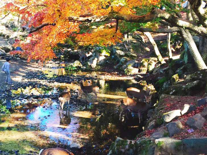 奈良公園の鹿