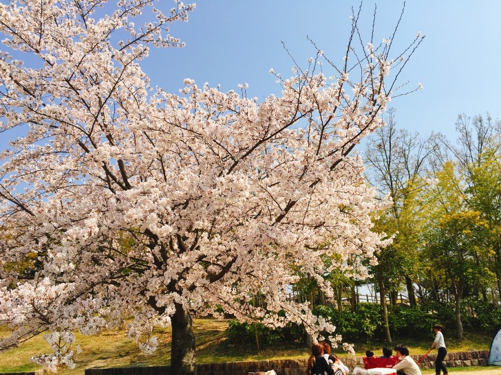 竹取公園の桜