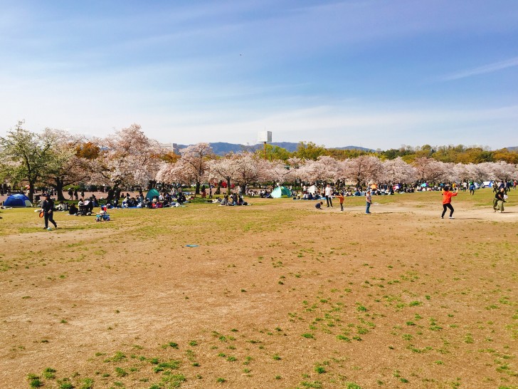 東の広場の桜