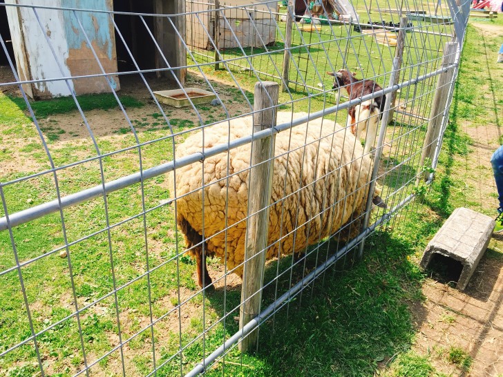 やぎ・ひつじ牧場